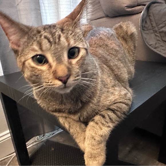 Meet your Posher, Ainsley - Picture 1 of 1